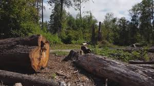 Professional Tree Care in Corpus Christi, TX