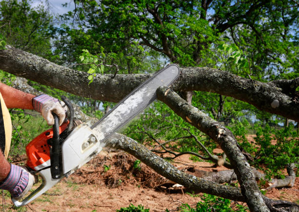 How Our Tree Care Process Works  in  Corpus Christi, TX